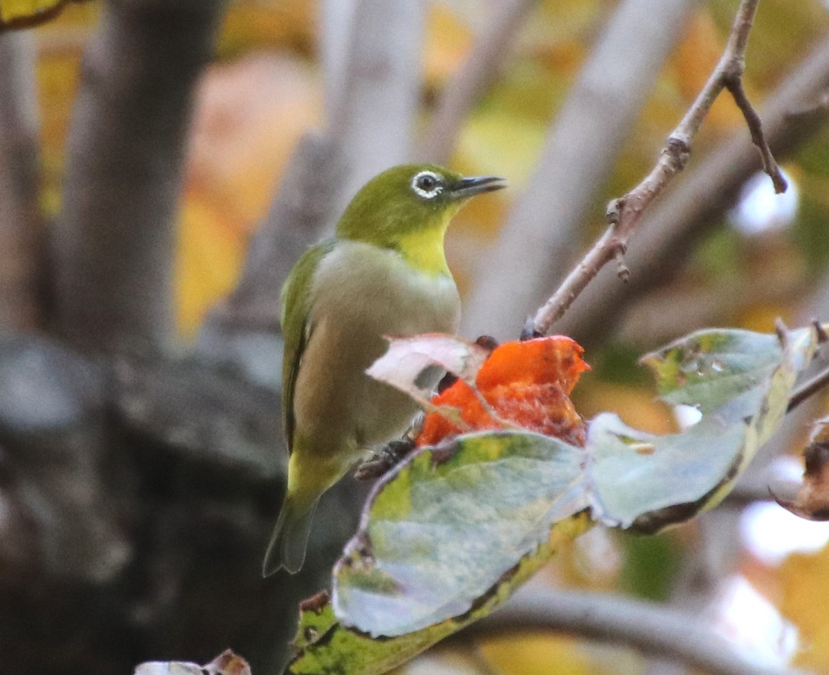 hagebrillefugl - ML645987528