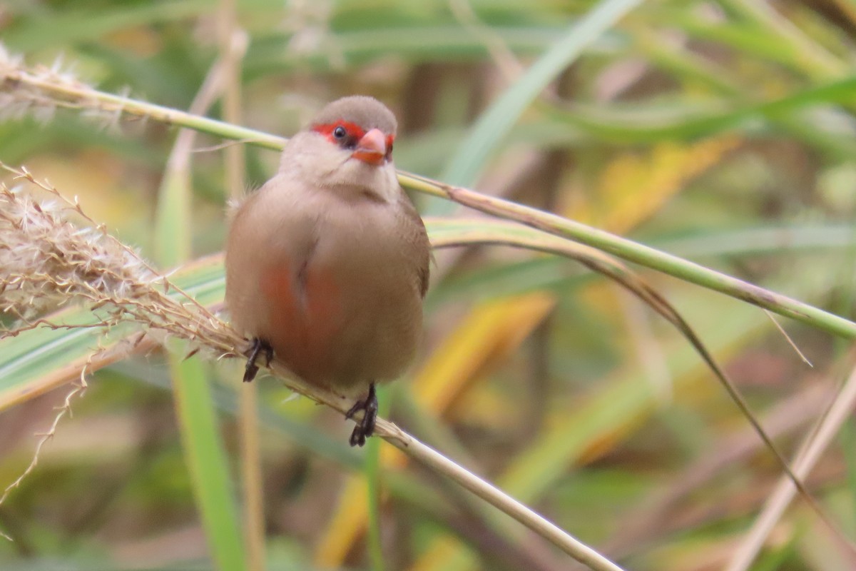 Common Waxbill - ML645987529