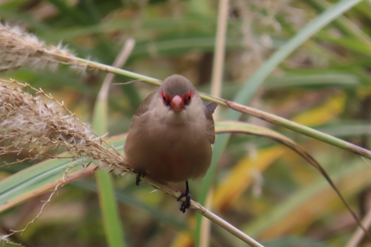 Common Waxbill - ML645987534