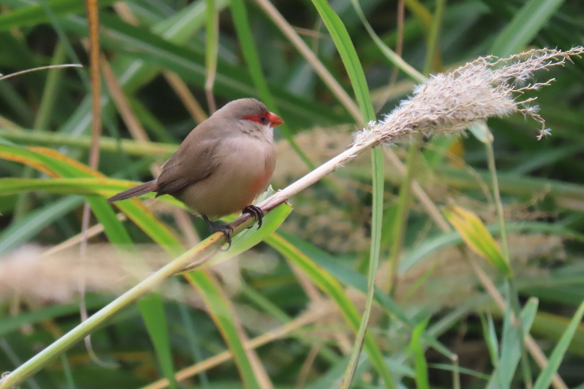 Common Waxbill - ML645987539
