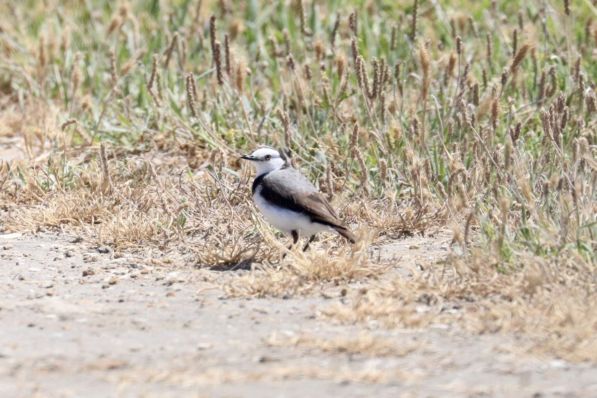 White-fronted Chat - ML645987542
