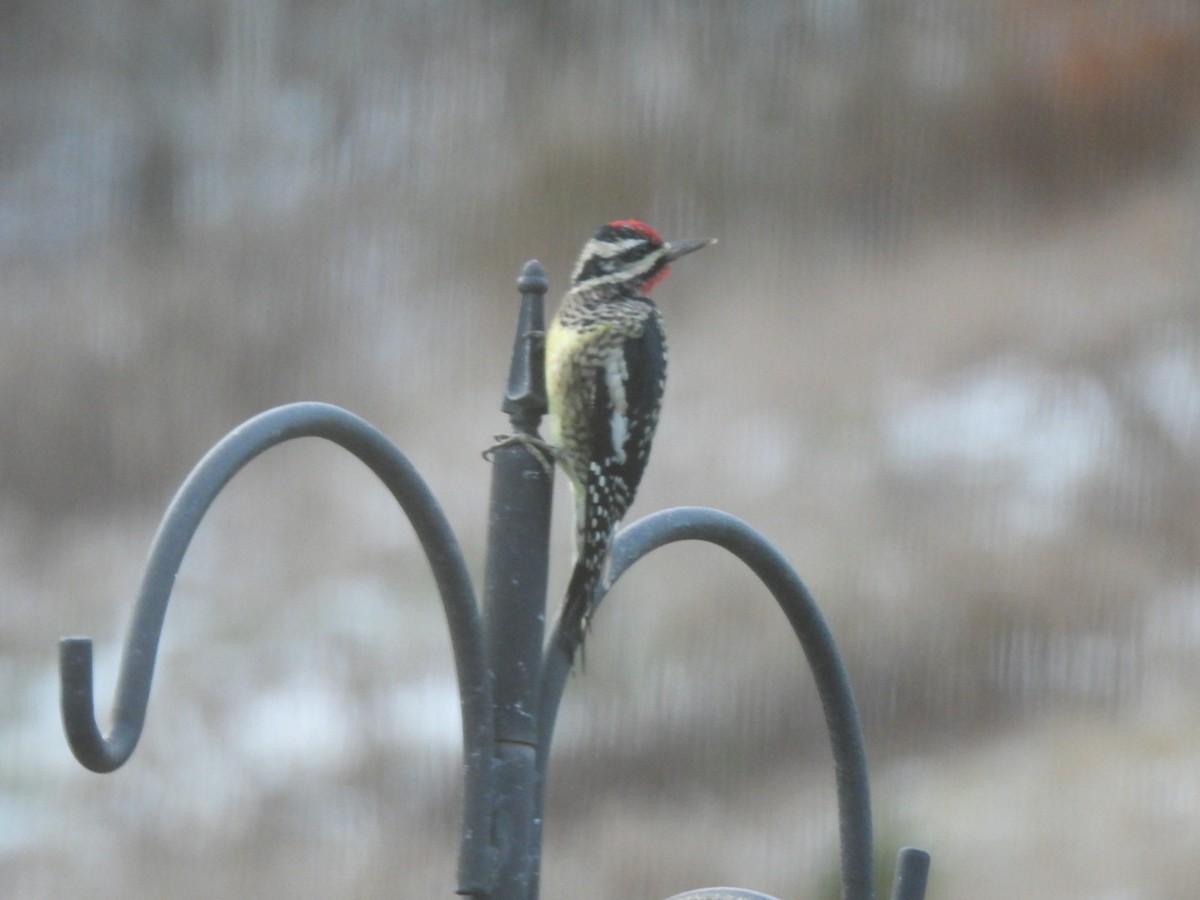 Yellow-bellied Sapsucker - ML645987544