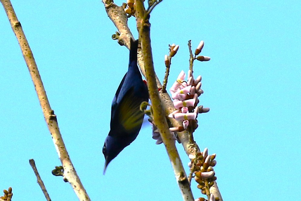 Red-legged Honeycreeper - ML645987545
