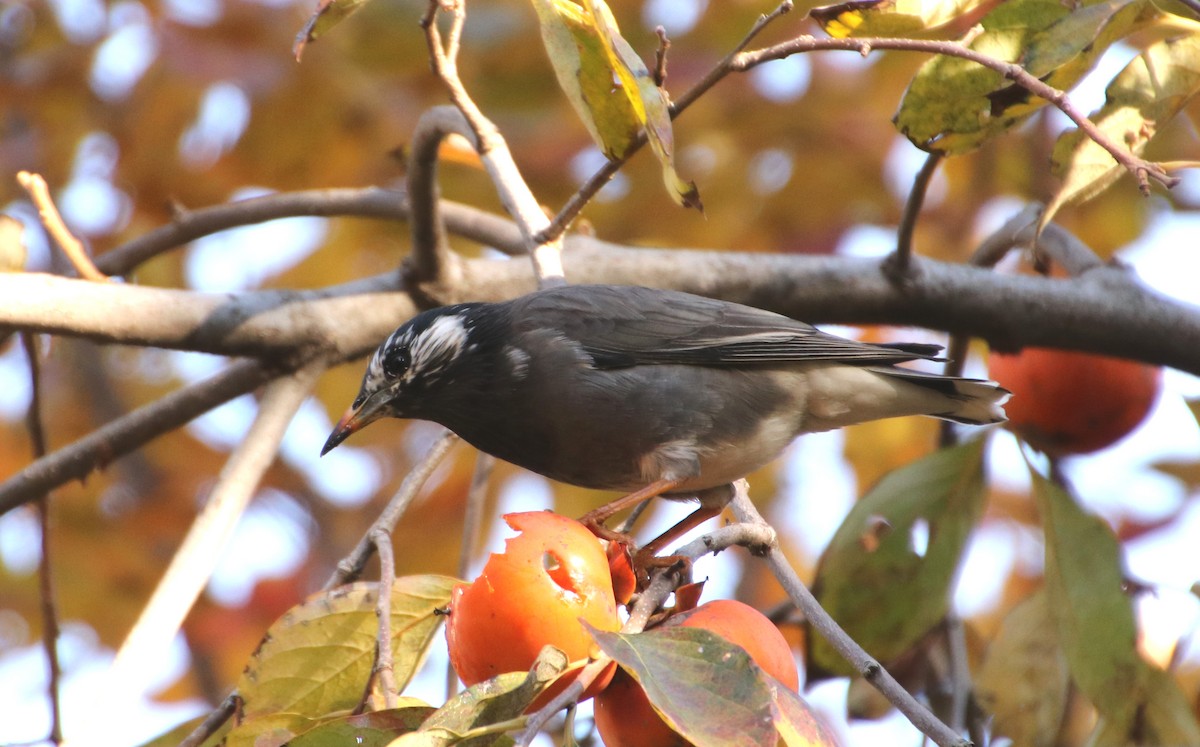 sotstær - ML645987546