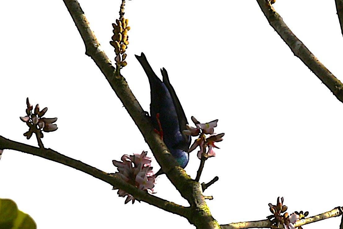 Red-legged Honeycreeper - ML645987548