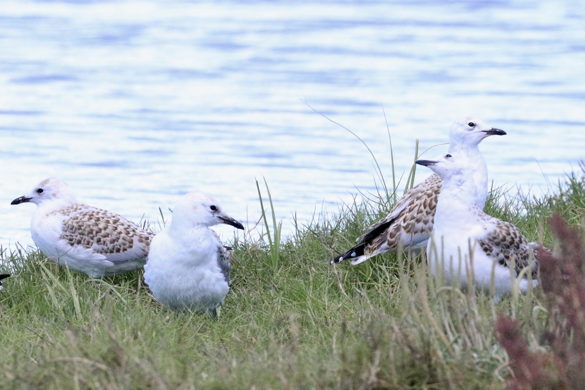 Silver Gull - ML645987553