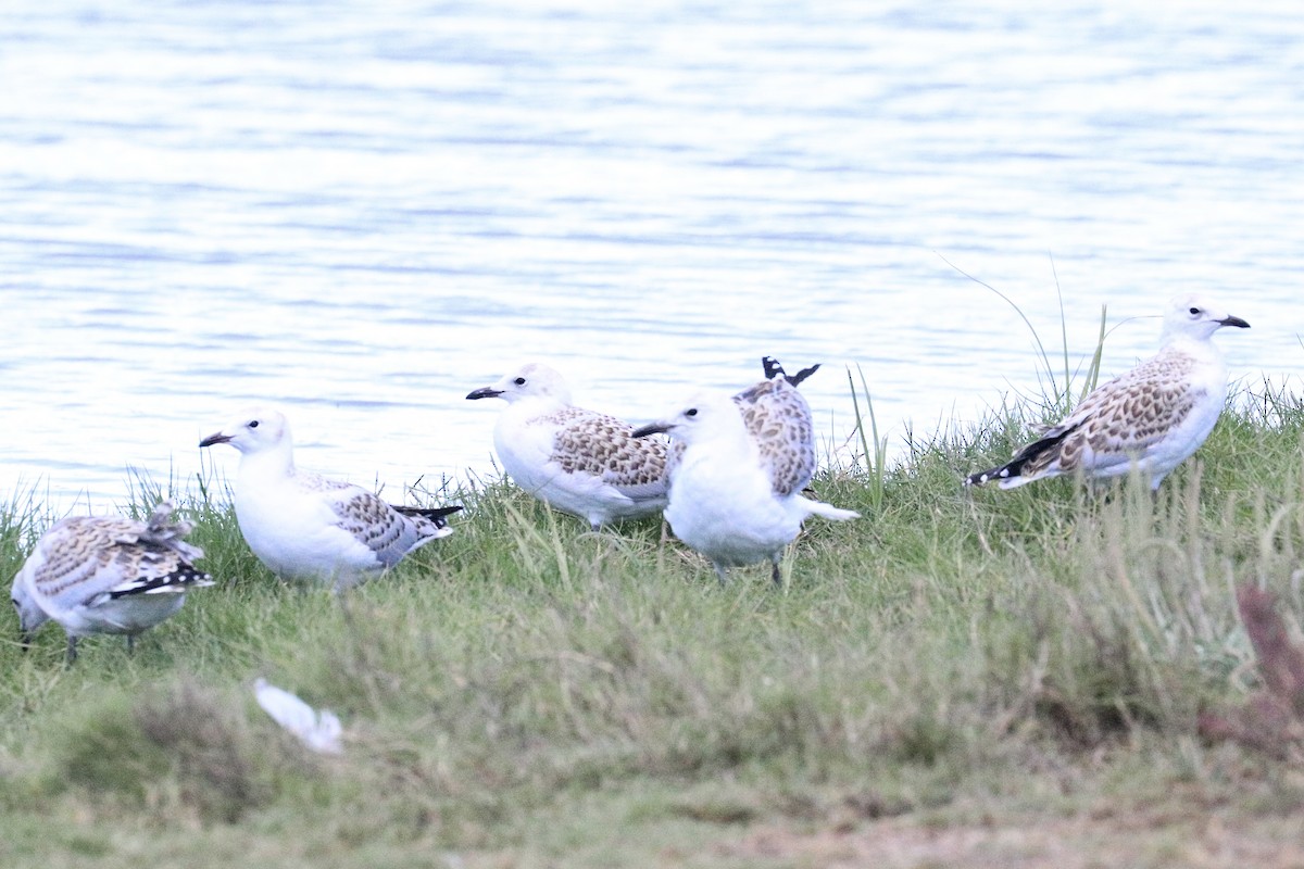Silver Gull - ML645987554