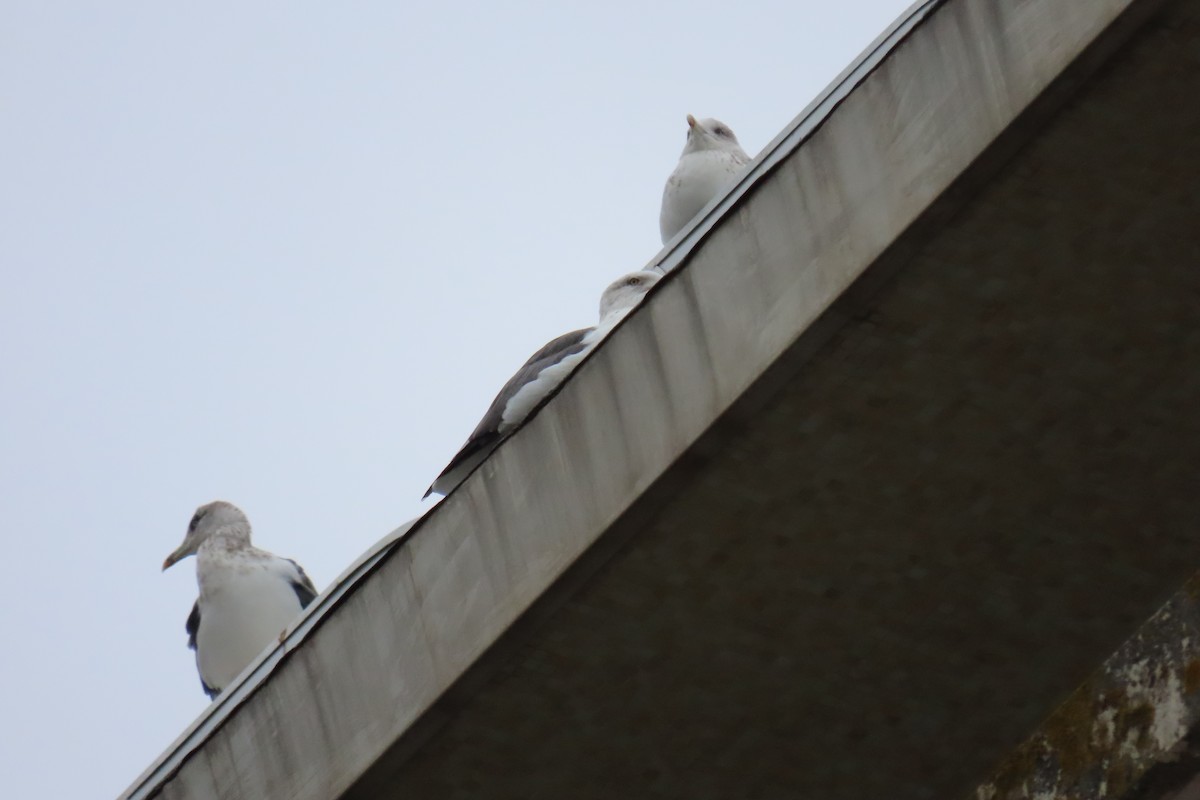 Lesser Black-backed Gull - ML645987558