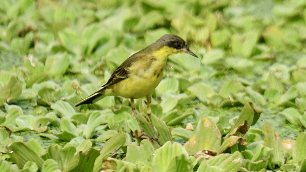 Cutrettola - ML645987559