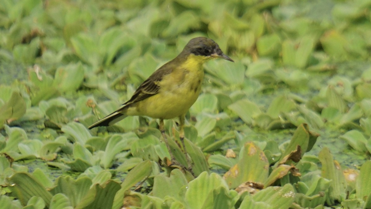 Cutrettola - ML645987560