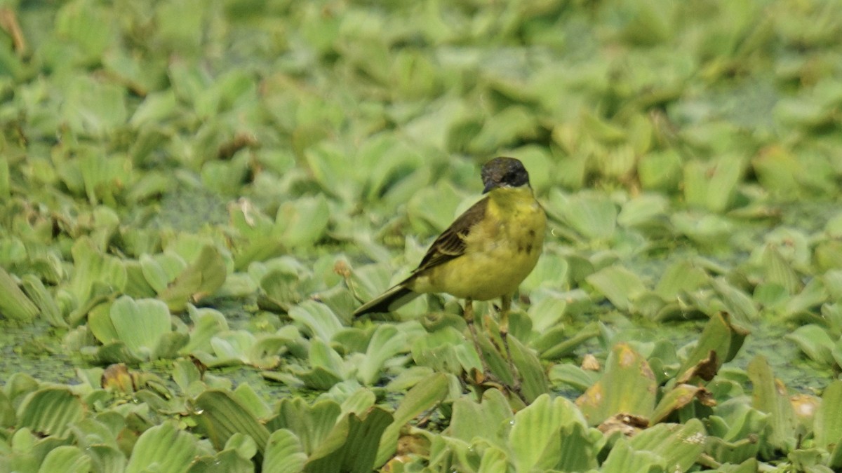 Cutrettola - ML645987561