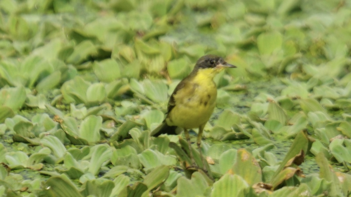 Cutrettola - ML645987562