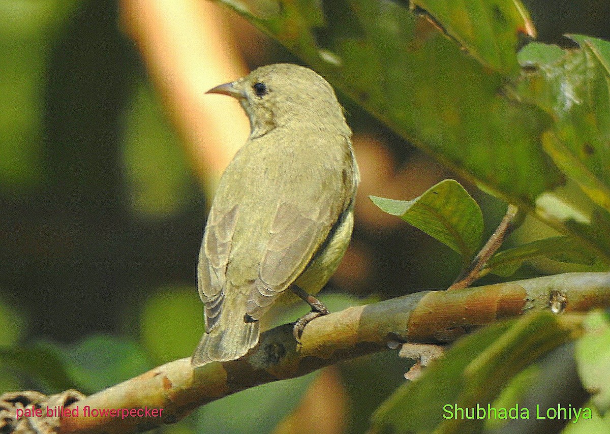 Dicée à bec rouge - ML645987566