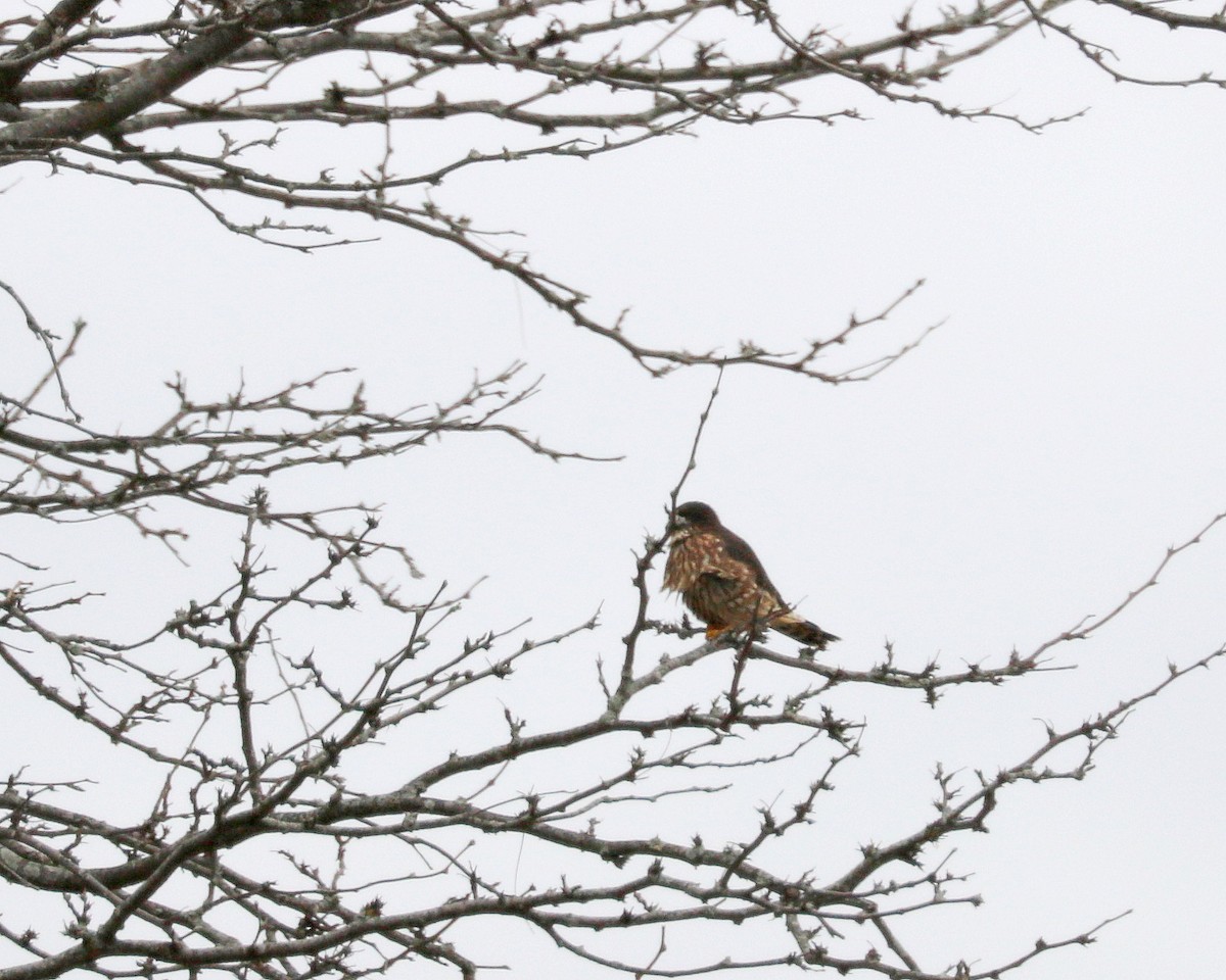 Merlin - ML645987569