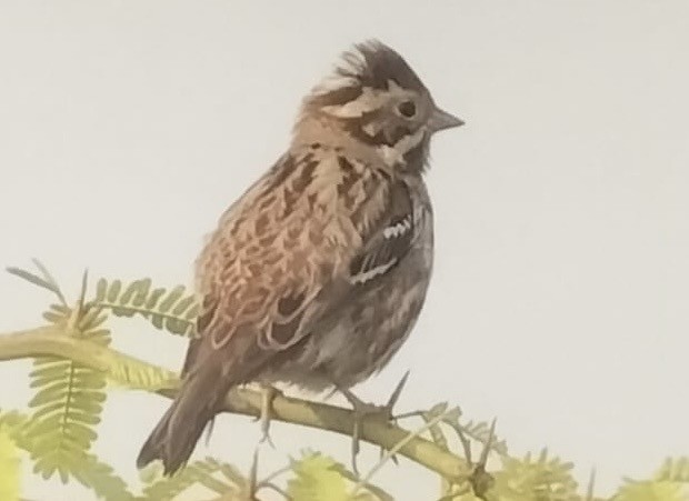 Rustic Bunting - ML645987573