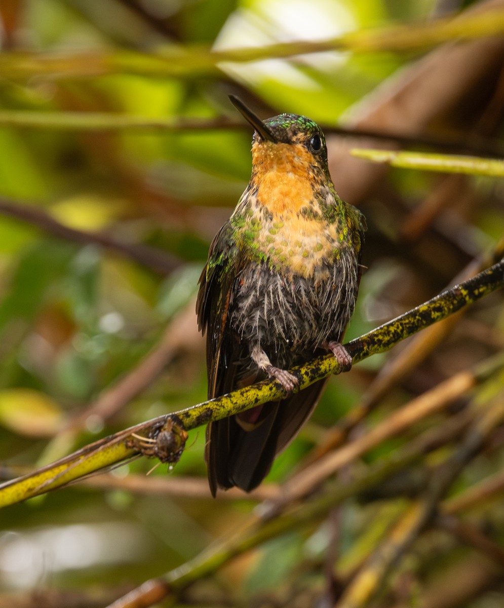 ゴシキインカハチドリ - ML645987576