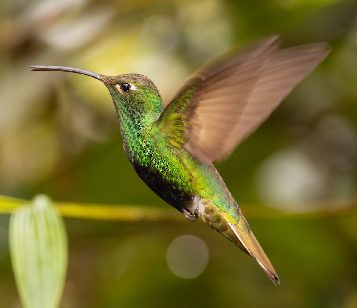 Колібрі гірський - ML645987582