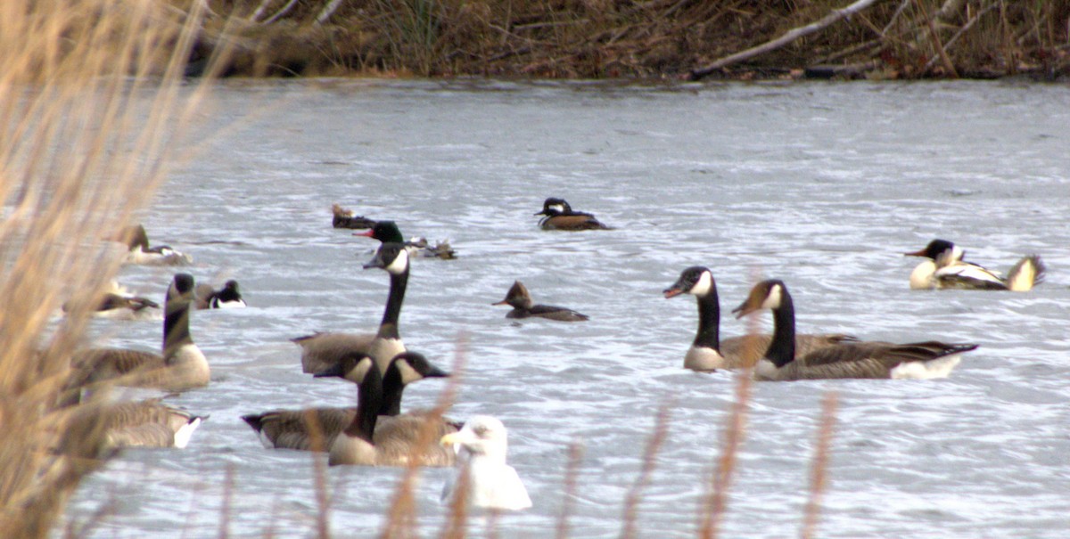 Крех жовтоокий - ML645987584