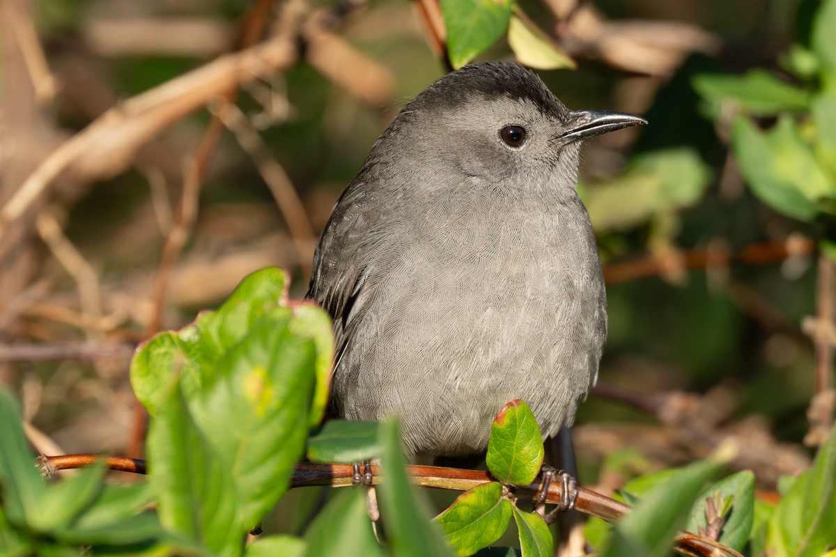 Пересмішник сірий - ML645987586