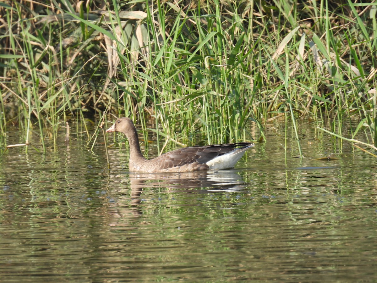 Гуска білолоба - ML645987589