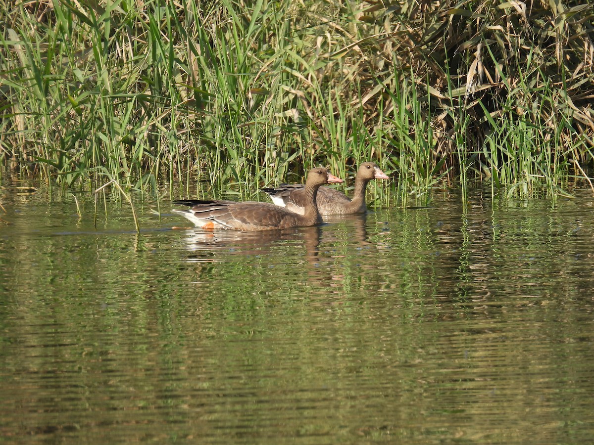 Гуска білолоба - ML645987598