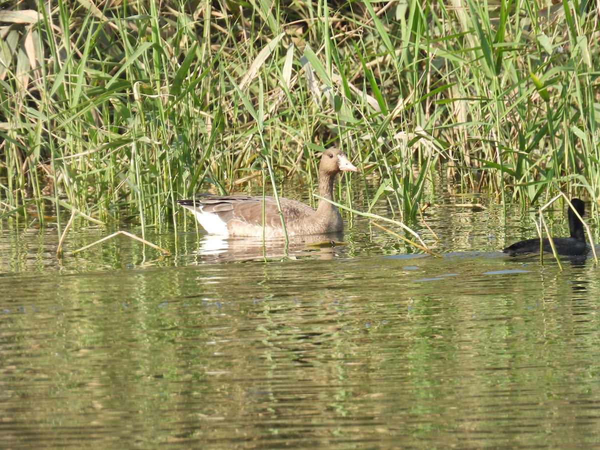 Гуска білолоба - ML645987599