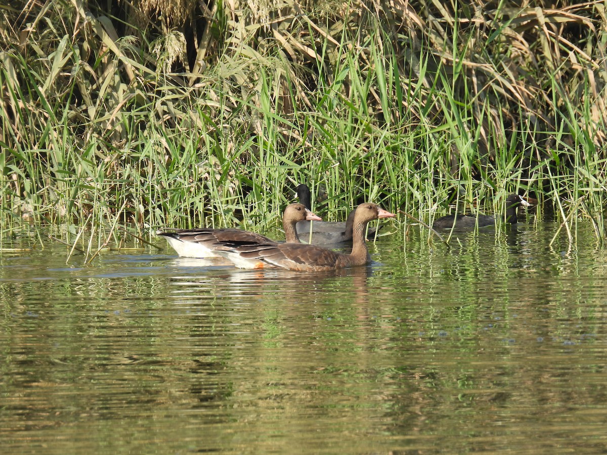Гуска білолоба - ML645987600