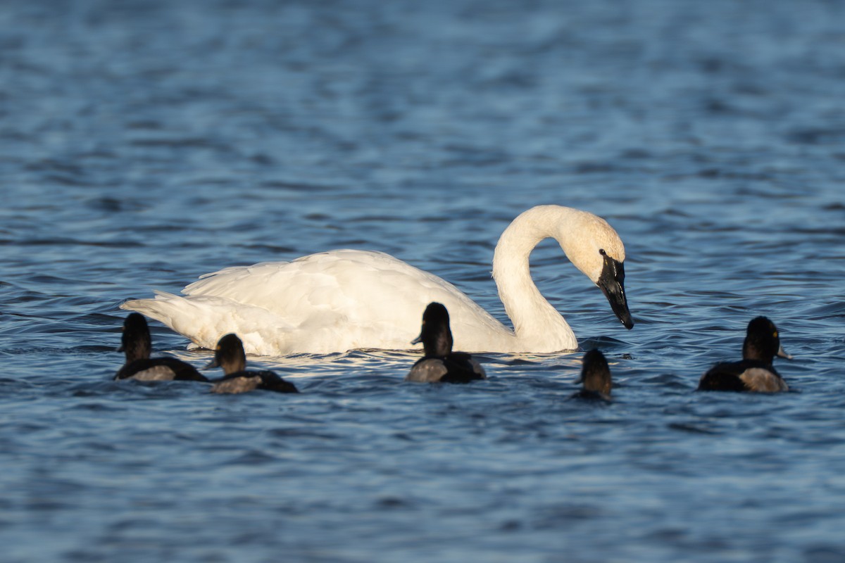 Лебідь чорнодзьобий - ML645987601