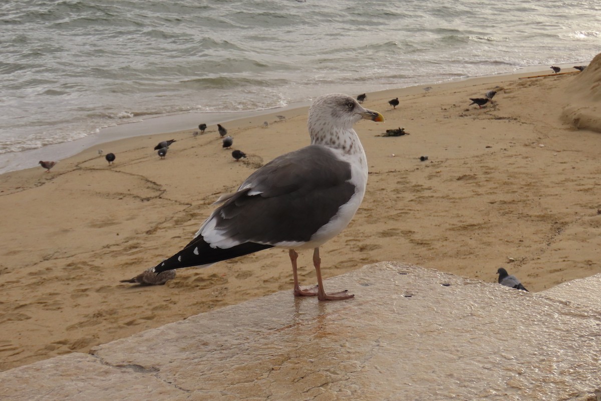 Мартин чорнокрилий - ML645987602