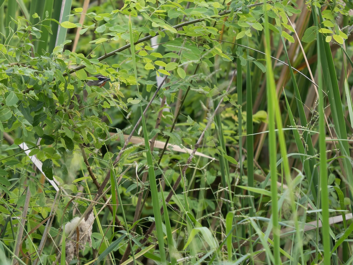 Соловейко червоногорлий - ML645987603