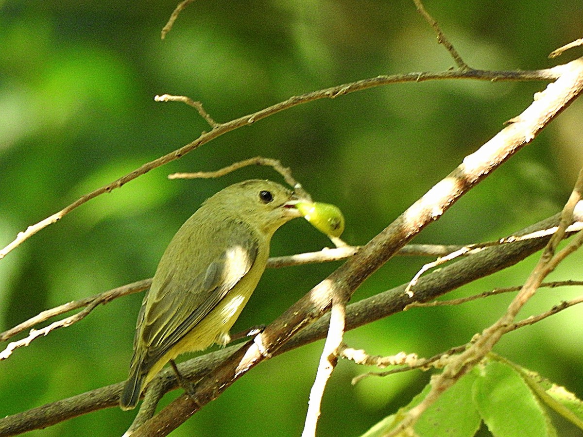 Квіткоїд індійський - ML645987604