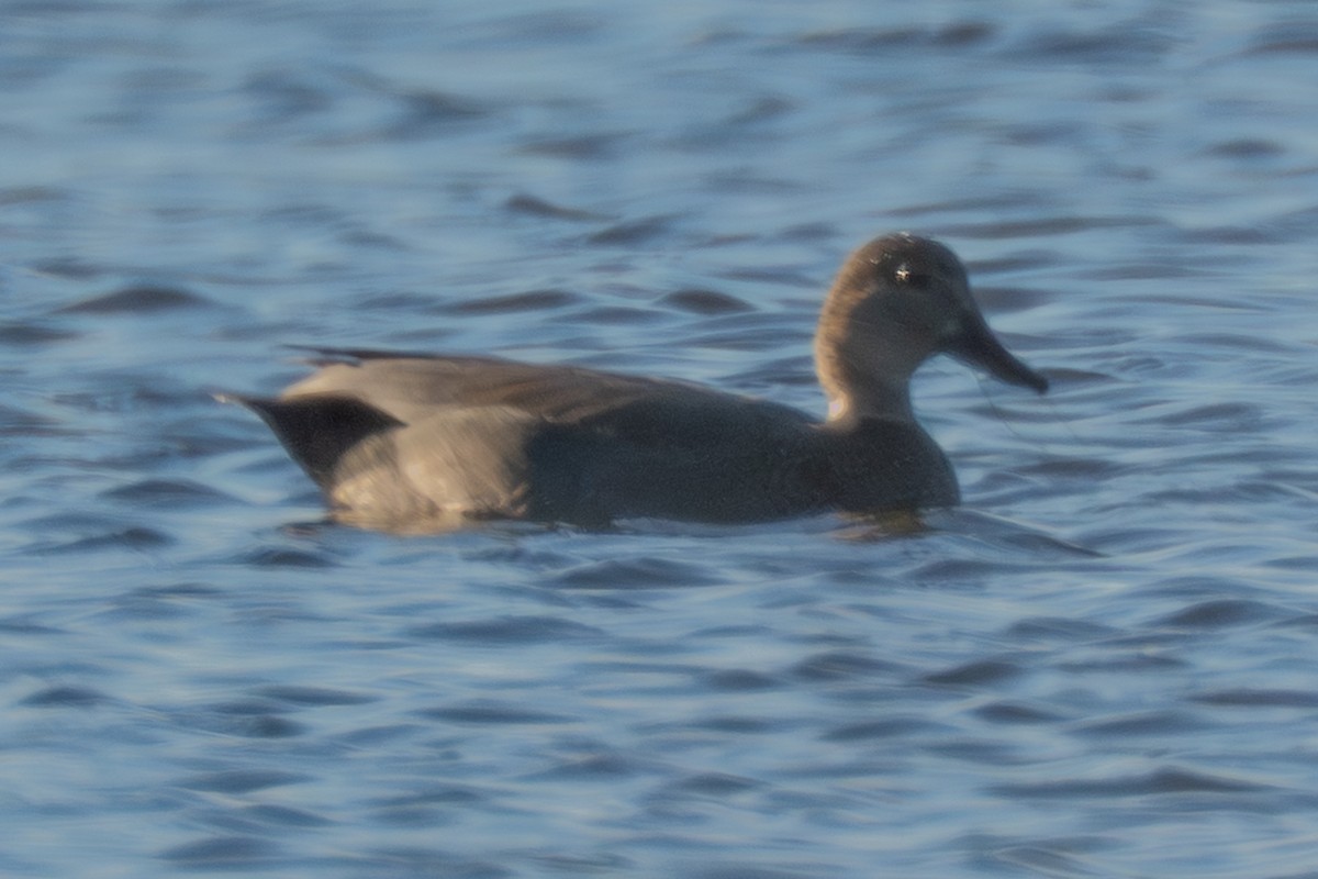 Нерозень - ML645987605