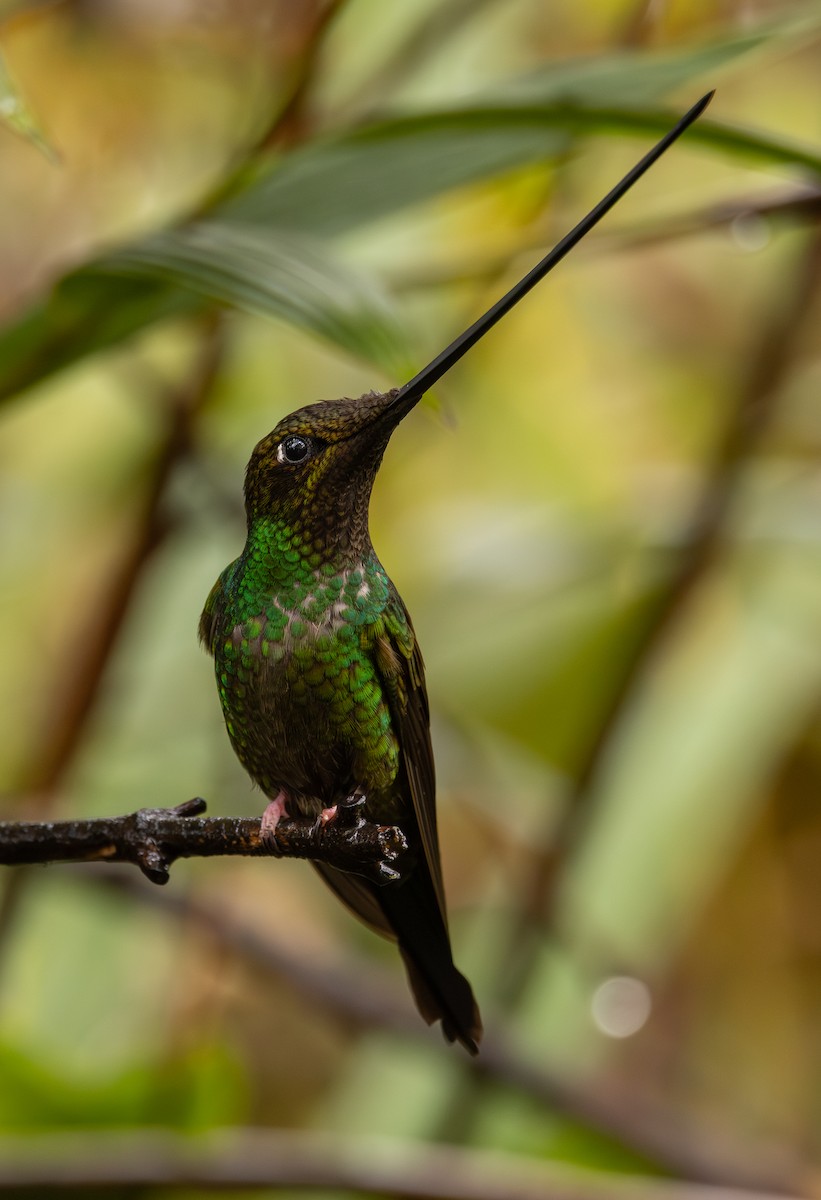 Колібрі-списодзьоб - ML645987606