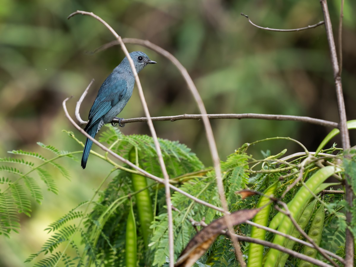 Мухоловка бірюзова - ML645987607