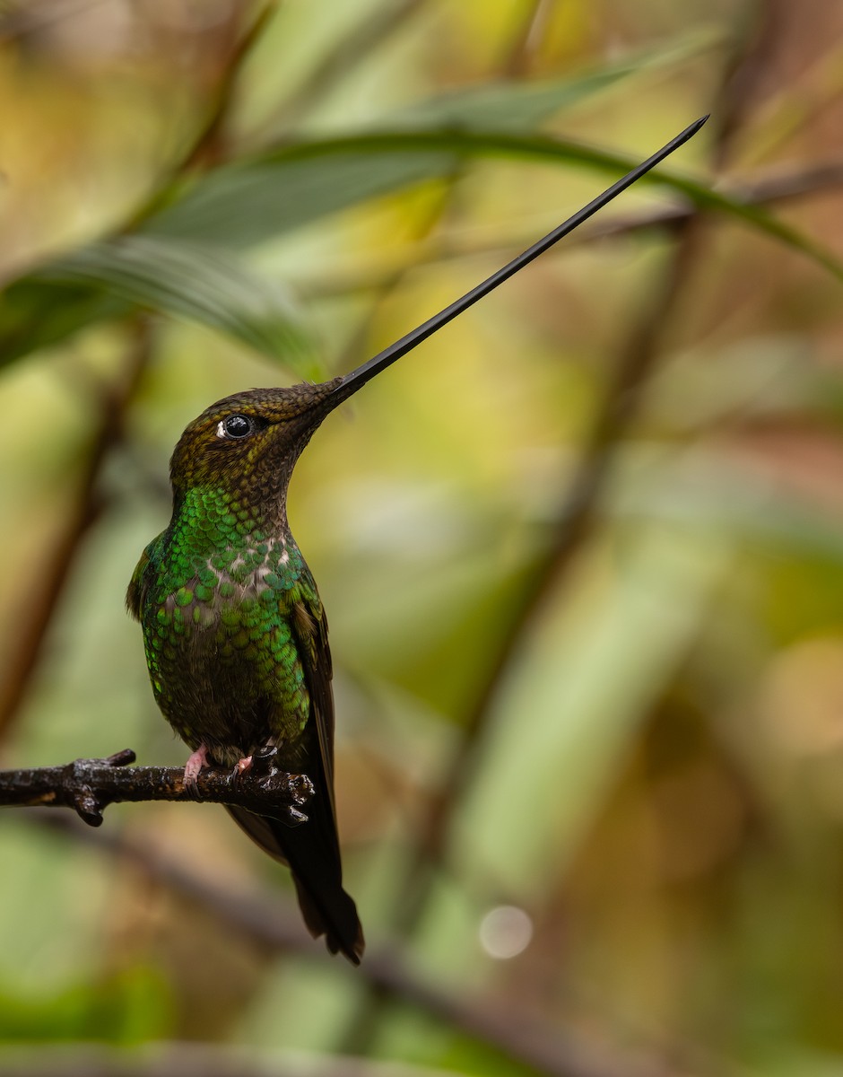 Колібрі-списодзьоб - ML645987608