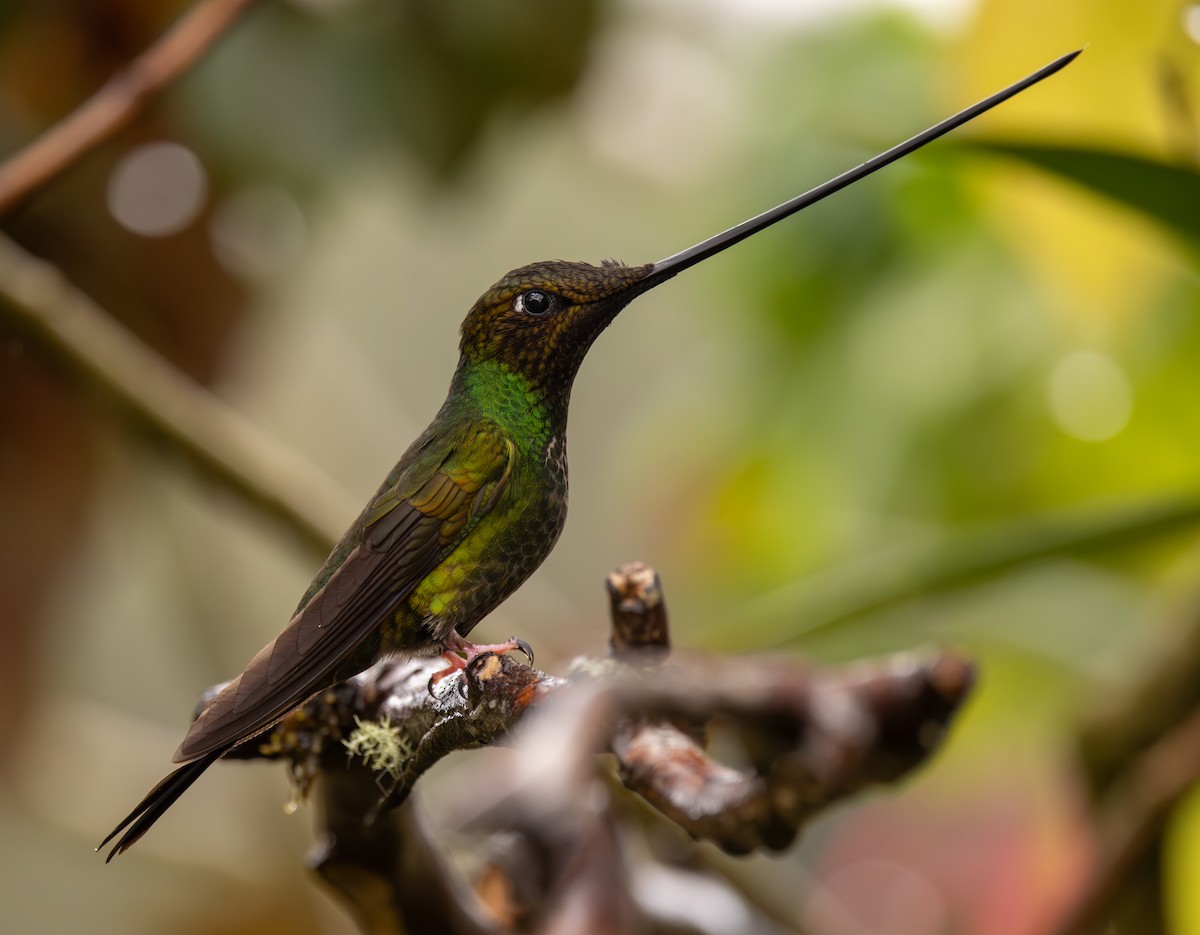 Колібрі-списодзьоб - ML645987609