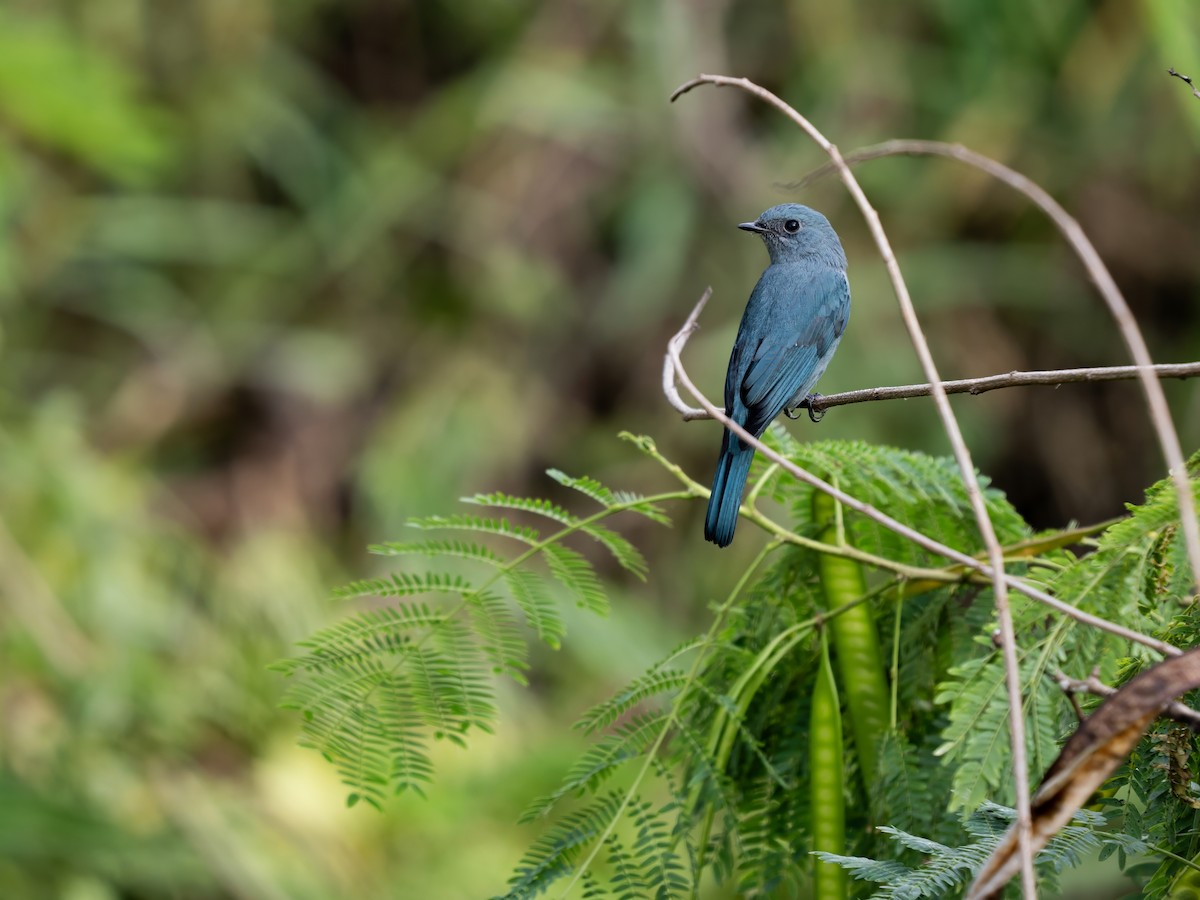 Мухоловка бірюзова - ML645987610