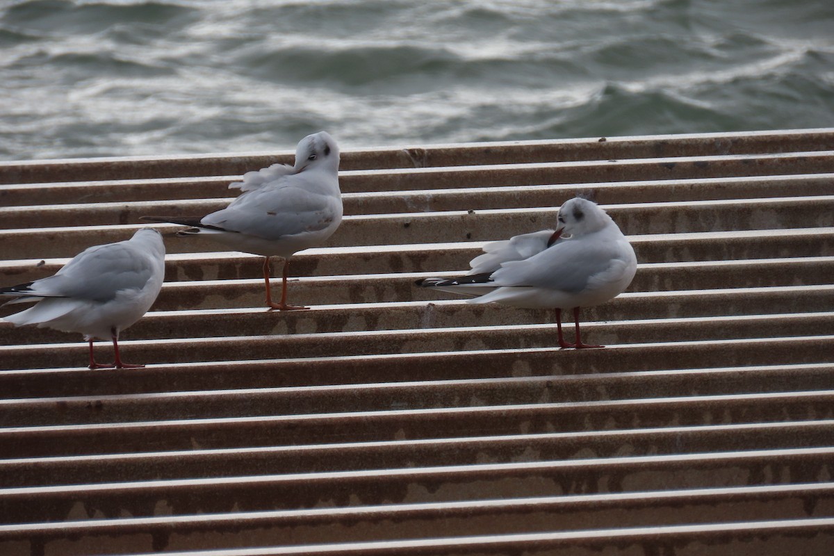 Мартин звичайний - ML645987611