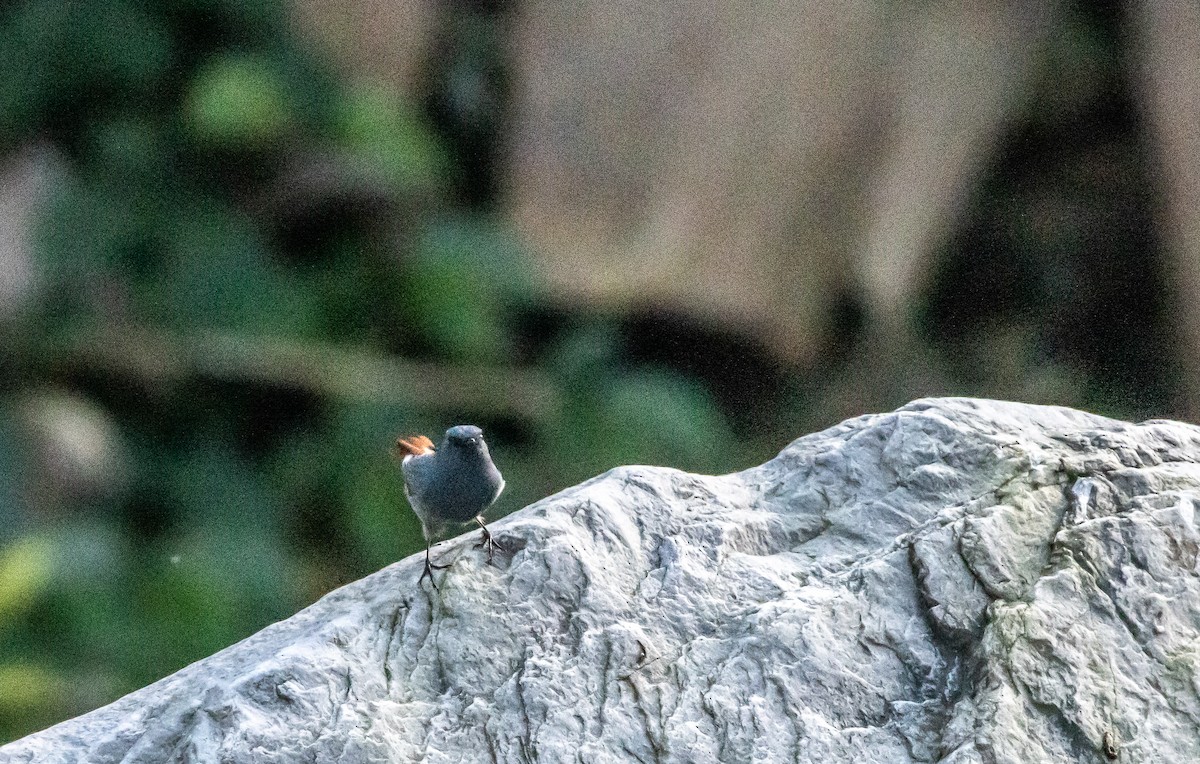 Plumbeous Redstart - ML645987622