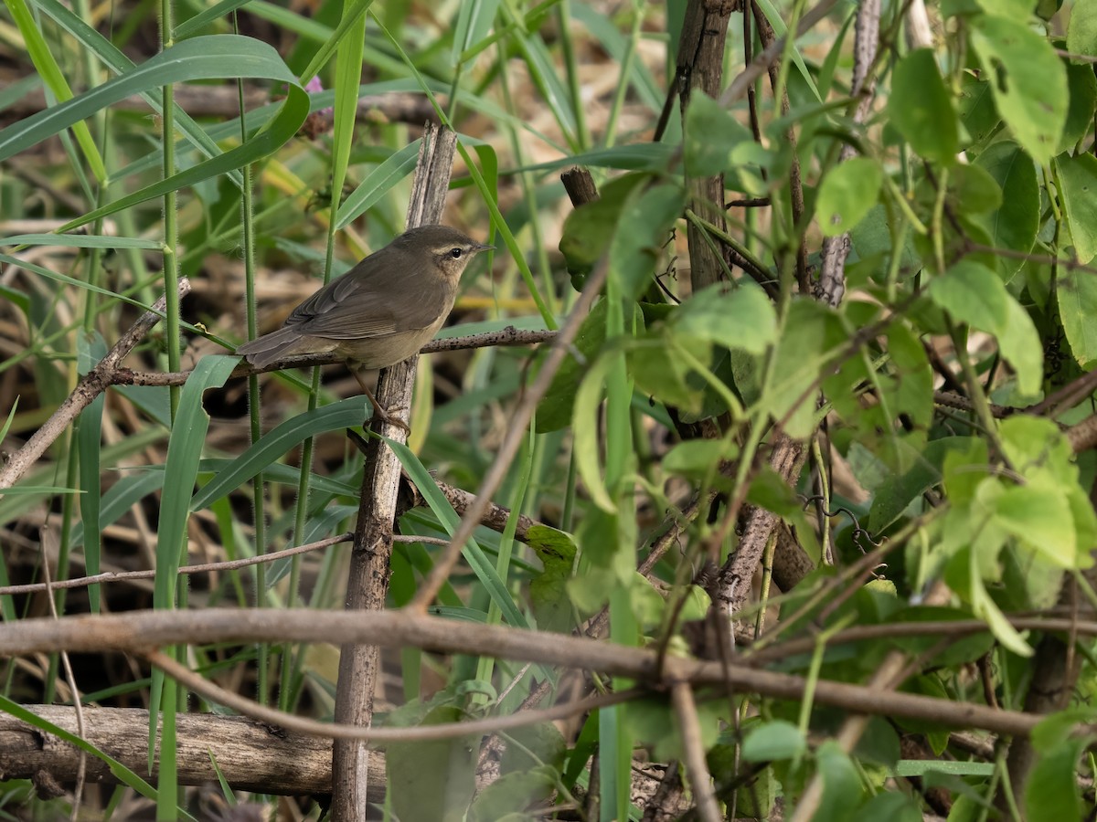 Вівчарик бурий - ML645987623