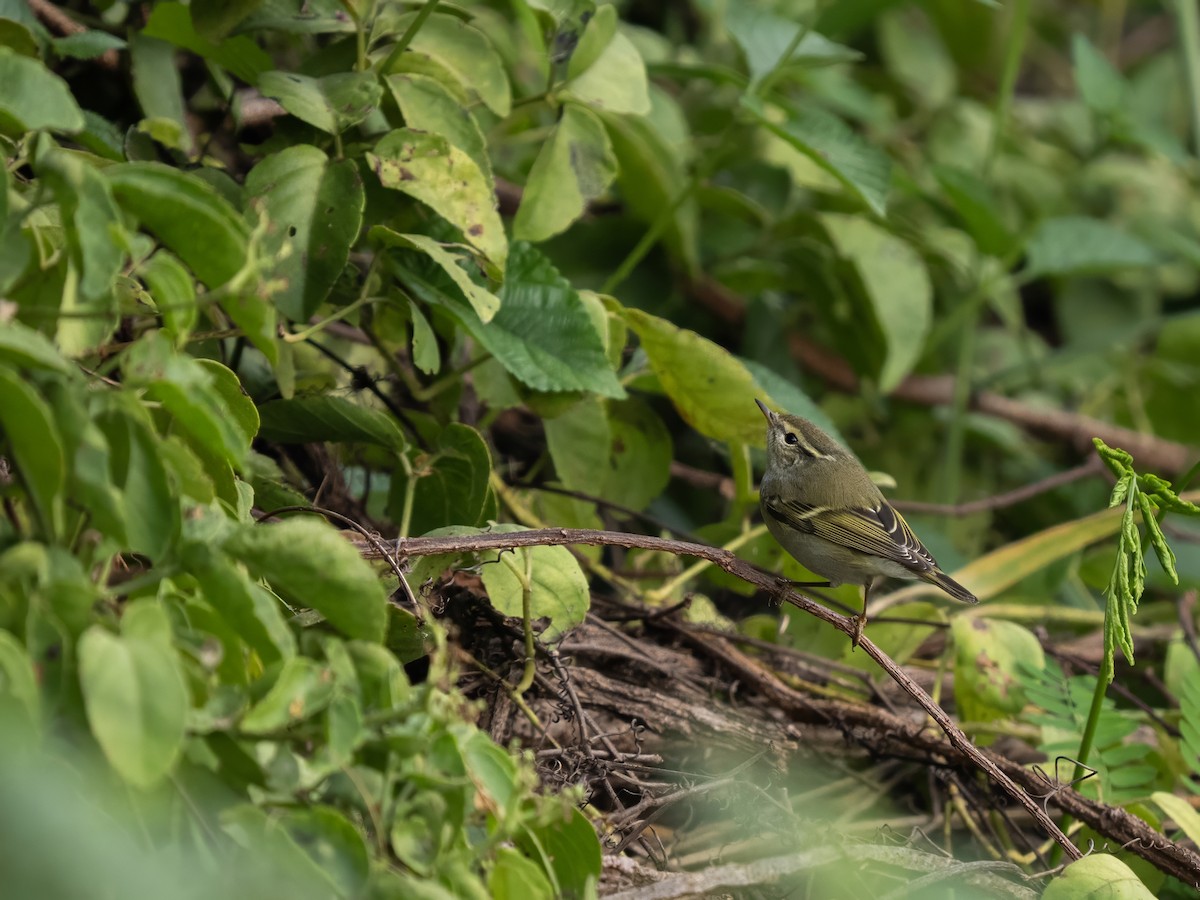Вівчарик лісовий - ML645987624