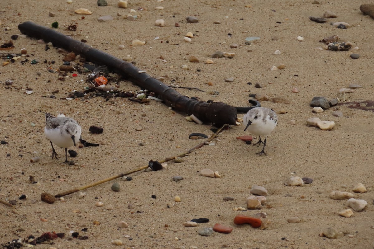 Sanderling - ML645987625