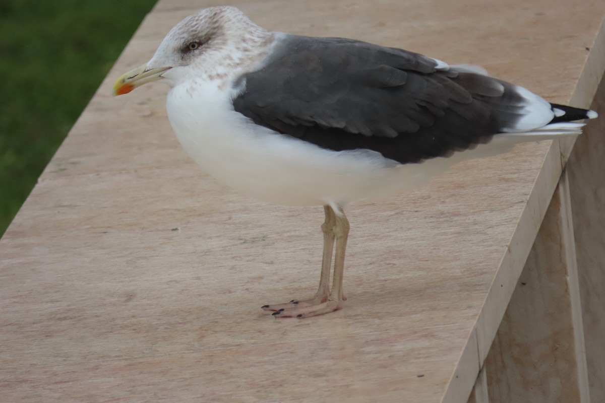 Lesser Black-backed Gull - ML645987636