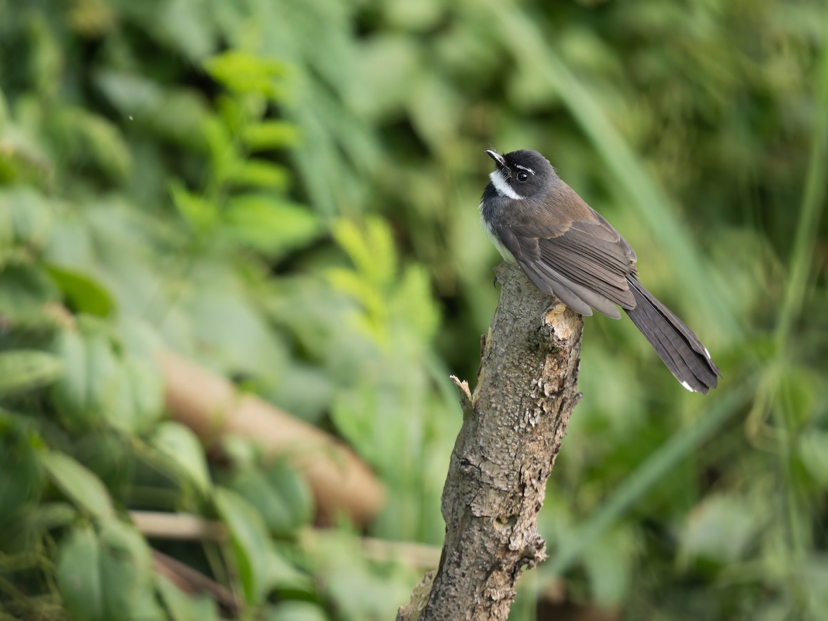 Malaysian Pied-Fantail - ML645987644