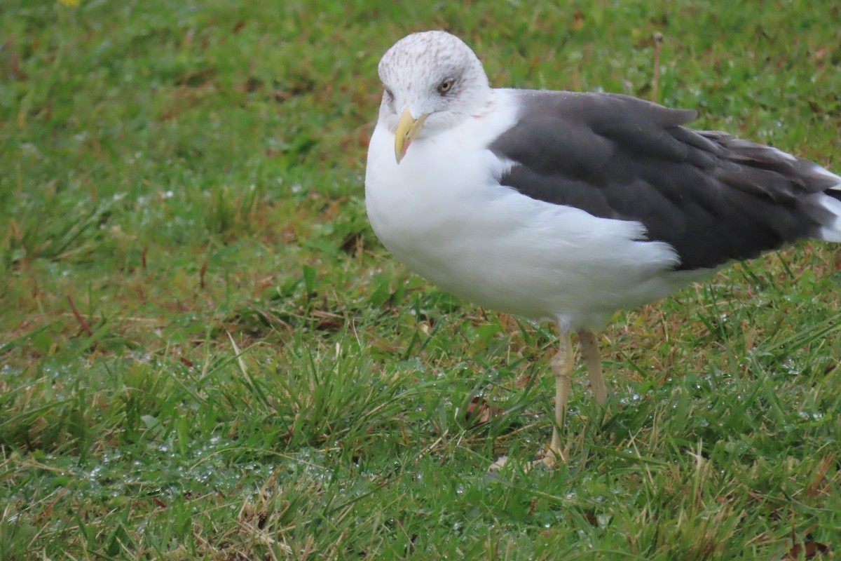 Lesser Black-backed Gull - ML645987645