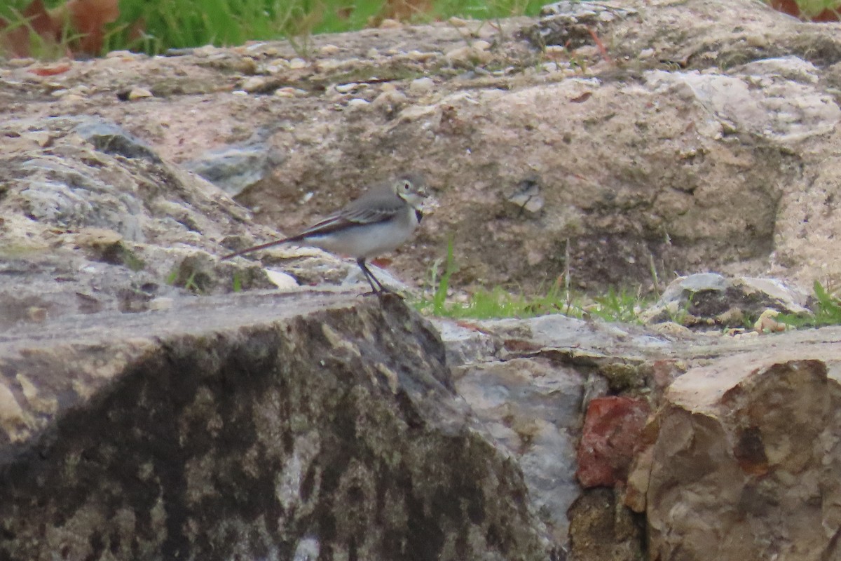White Wagtail - ML645987678