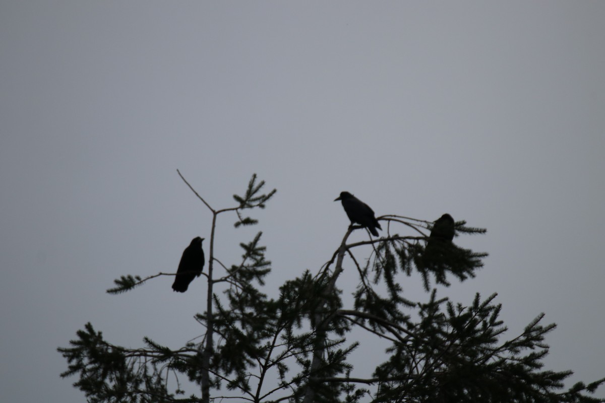 禿鼻鴉 - ML645987683