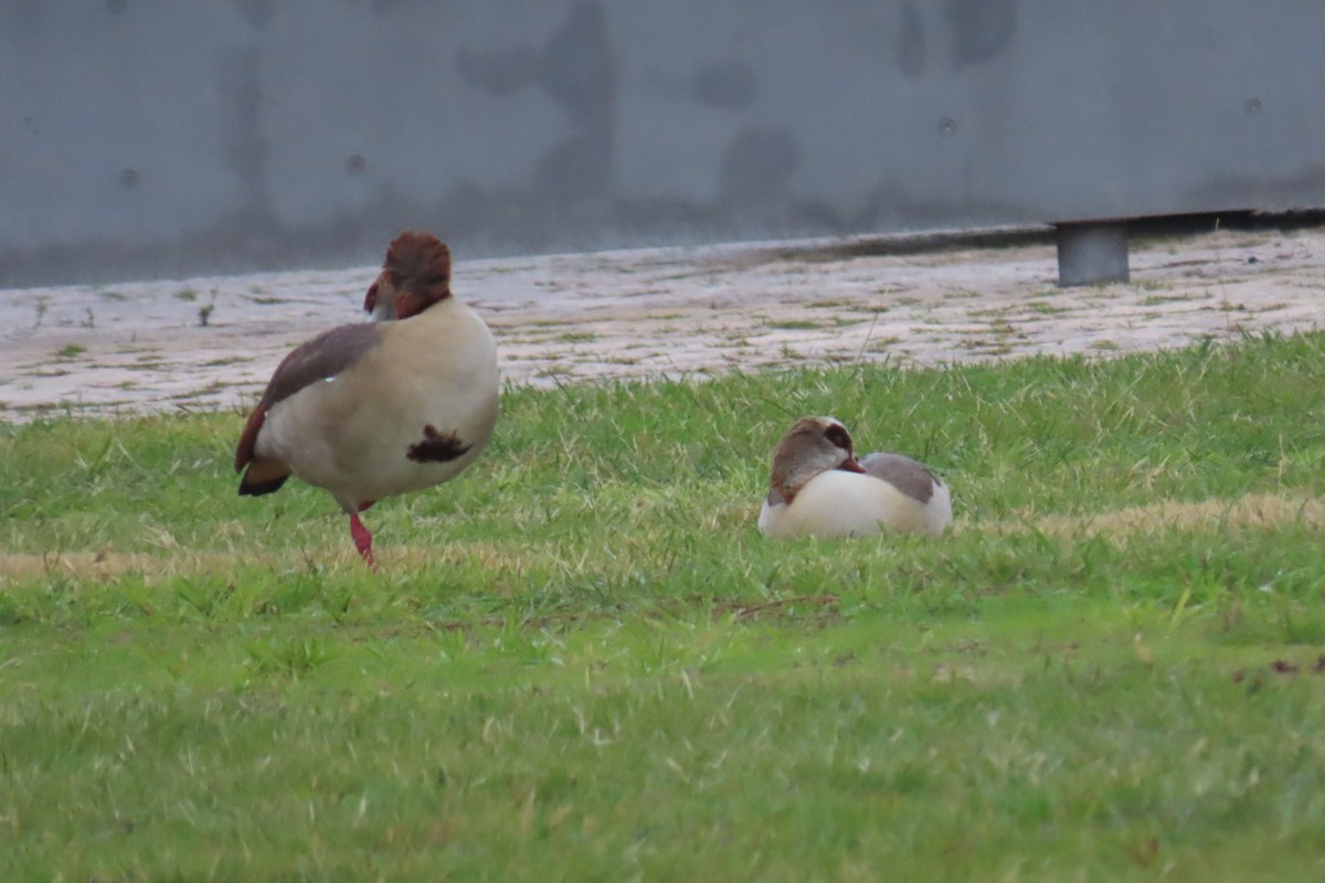 Egyptian Goose - ML645987687