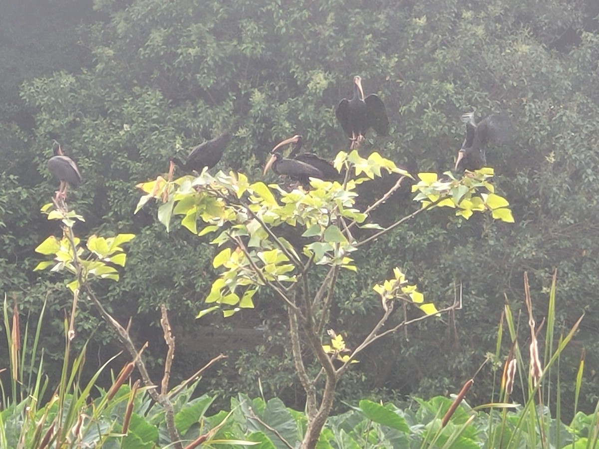 Bare-faced Ibis - ML645987693