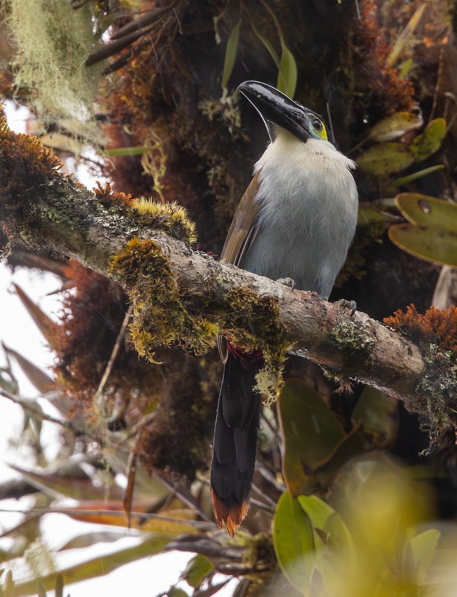 Андигена білощока - ML645987695